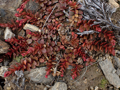 Epilobium tasmanicum
