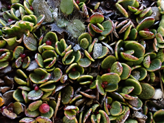 Gaultheria nubicola
