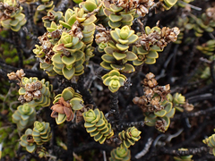 Veronica buchananii