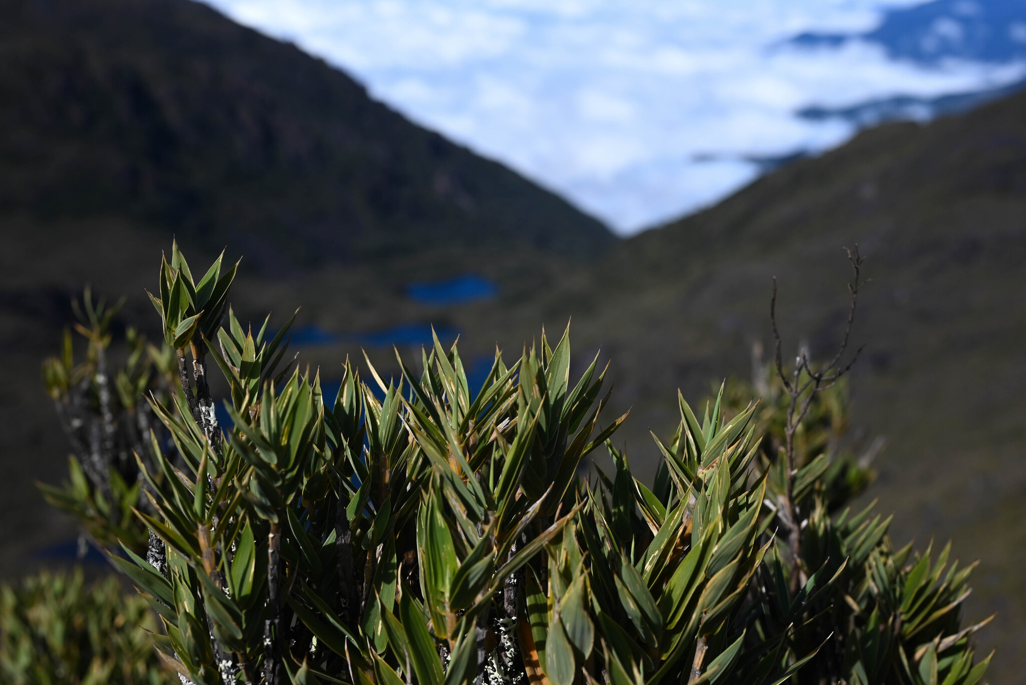 Chusquea subtessellata (Paramo Bamboo)