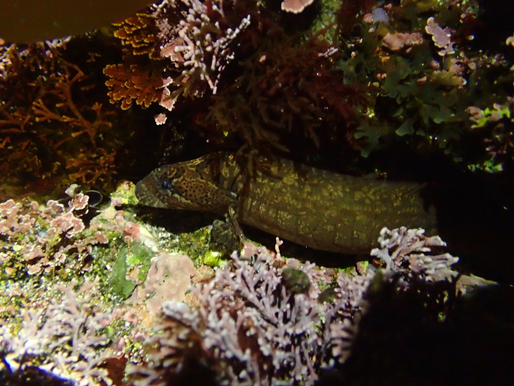 Ribbed gunnel (Dictyosoma burgeri) — Stichaeidae
