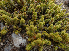 Veronica buchananii