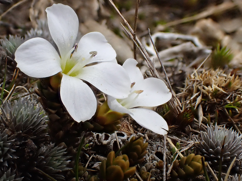 Veronica densifolia