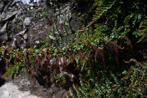 Coriaria ruscifolia (Coriaria ruscifolia)