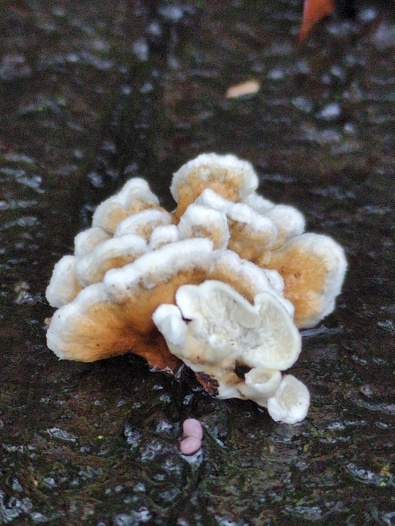 Plicatura crispa · November 2025 · photo: © vincent_b (iNaturalist, cc-by)