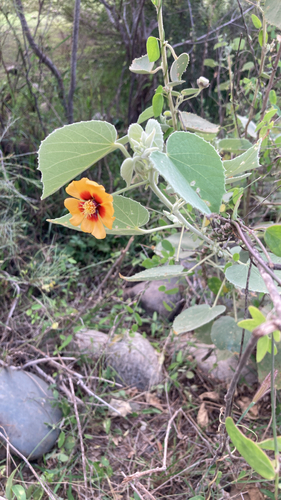 Florida Keys Indian mallow
