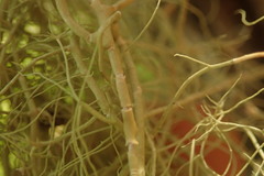Usnea nidifica