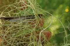 Usnea nidifica