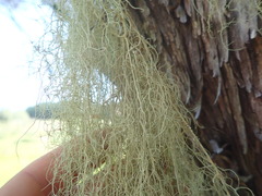 Usnea nidifica