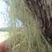 Usnea nidifica - Photo (c) Marley Ford, alguns direitos reservados (CC BY-NC), uploaded by Marley Ford