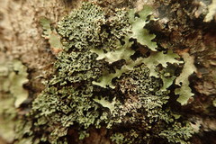 Menegazzia nothofagi