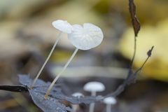 Marasmius epiphyllus
