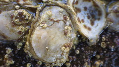 Ostrea lurida
