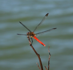 Sympetrum risi risi
