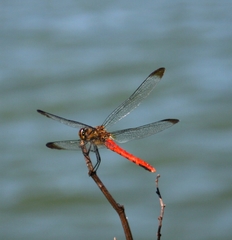 Sympetrum risi risi