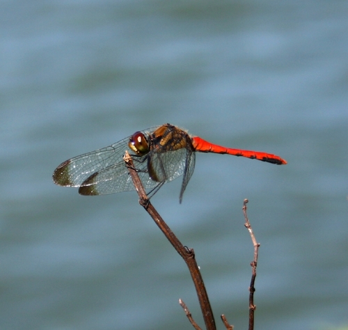 Sympetrum risi