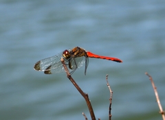 Sympetrum risi risi