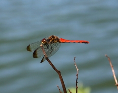 Sympetrum risi risi