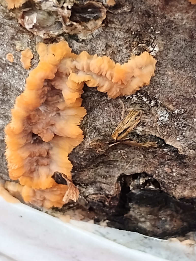 Phlebia radiata · November 2025 · photo: © lesleymarr (iNaturalist, cc-by)