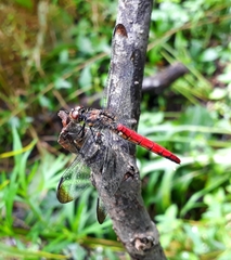 Sympetrum risi risi