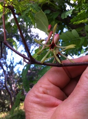 Muellerina celastroides