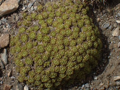 Hectorella caespitosa