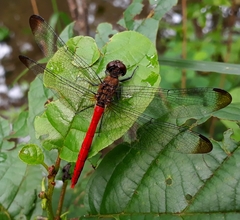 Sympetrum risi risi