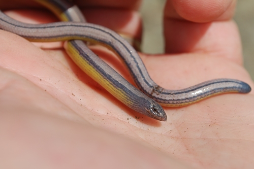 San Diegan Legless Lizard