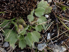 Ranunculus royi