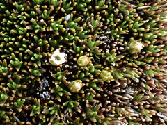 Dracophyllum muscoides