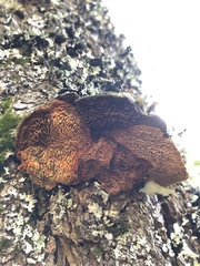 Porodaedalea