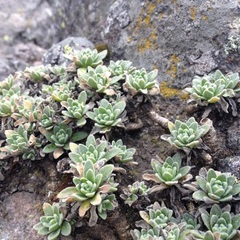 Draba nivicola