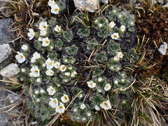 Myosotis pulvinaris
