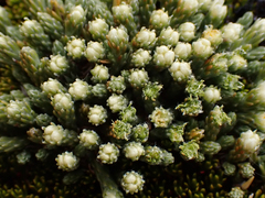Kelleria villosa villosa