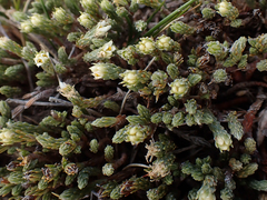 Kelleria villosa villosa