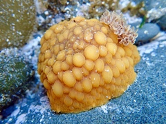 Doris wellingtonensis