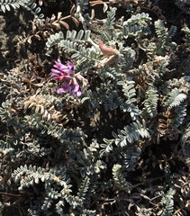Astragalus magdalenae