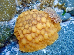 Doris wellingtonensis