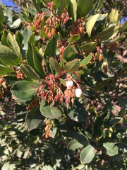 Arbutus unedo