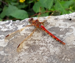 Sympetrum striolatum imitoides