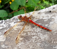 Sympetrum striolatum imitoides