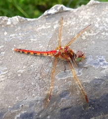 Sympetrum striolatum imitoides