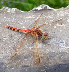 Sympetrum striolatum imitoides
