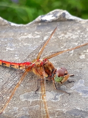 Sympetrum striolatum imitoides