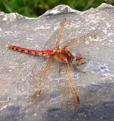 Sympetrum striolatum imitoides