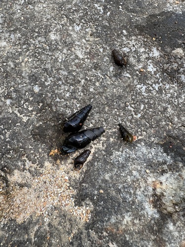 Sulcospira hainanensis