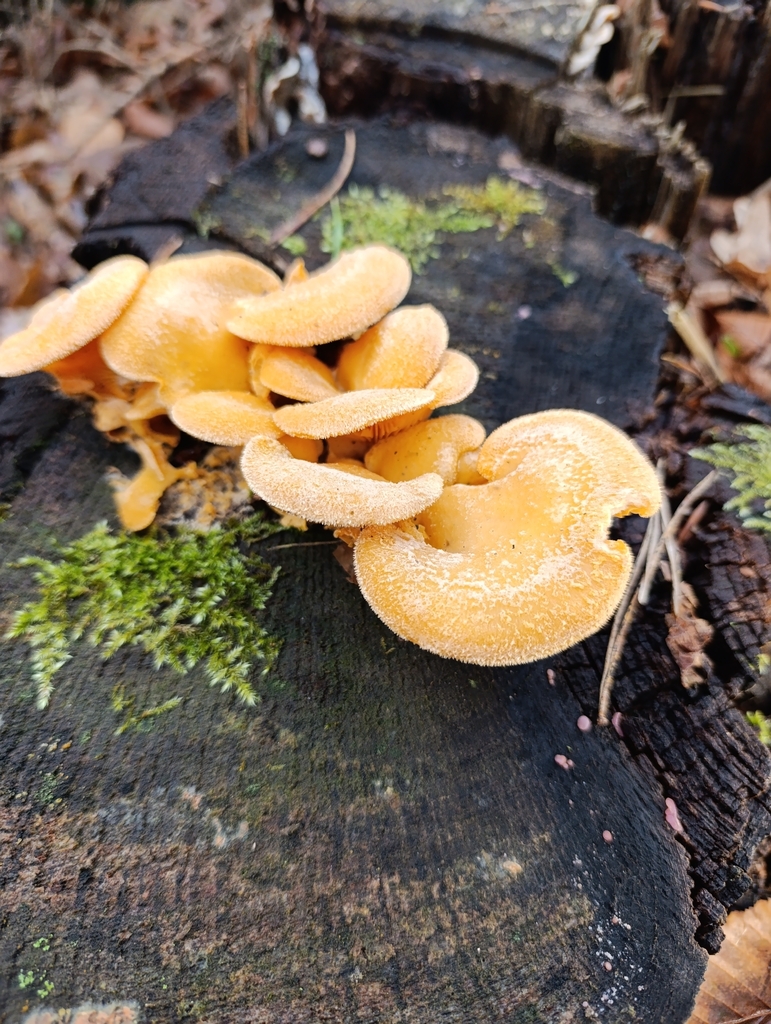 Phyllotopsis nidulans · November 2025 · photo: © flukee (iNaturalist, cc-by)