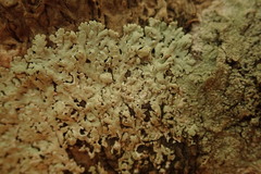Physcia poncinsii