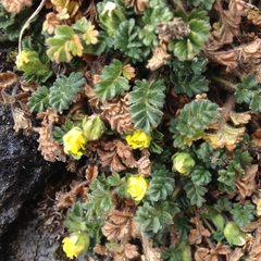 Potentilla richardii