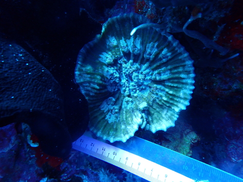 Oxypora crassispinosa observed 2025-11-26